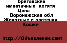 британские cимпатичные  котятя › Цена ­ 2 000 - Воронежская обл. Животные и растения » Кошки   